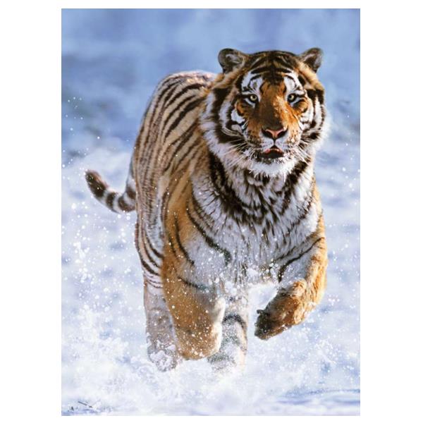 Tigre sulla Neve 500pz Ravensburger 14475 4005556144754