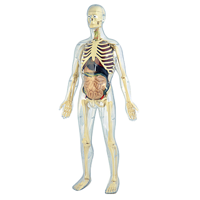 Modellino Anatomia Umana Miniland 99060 8413082990602