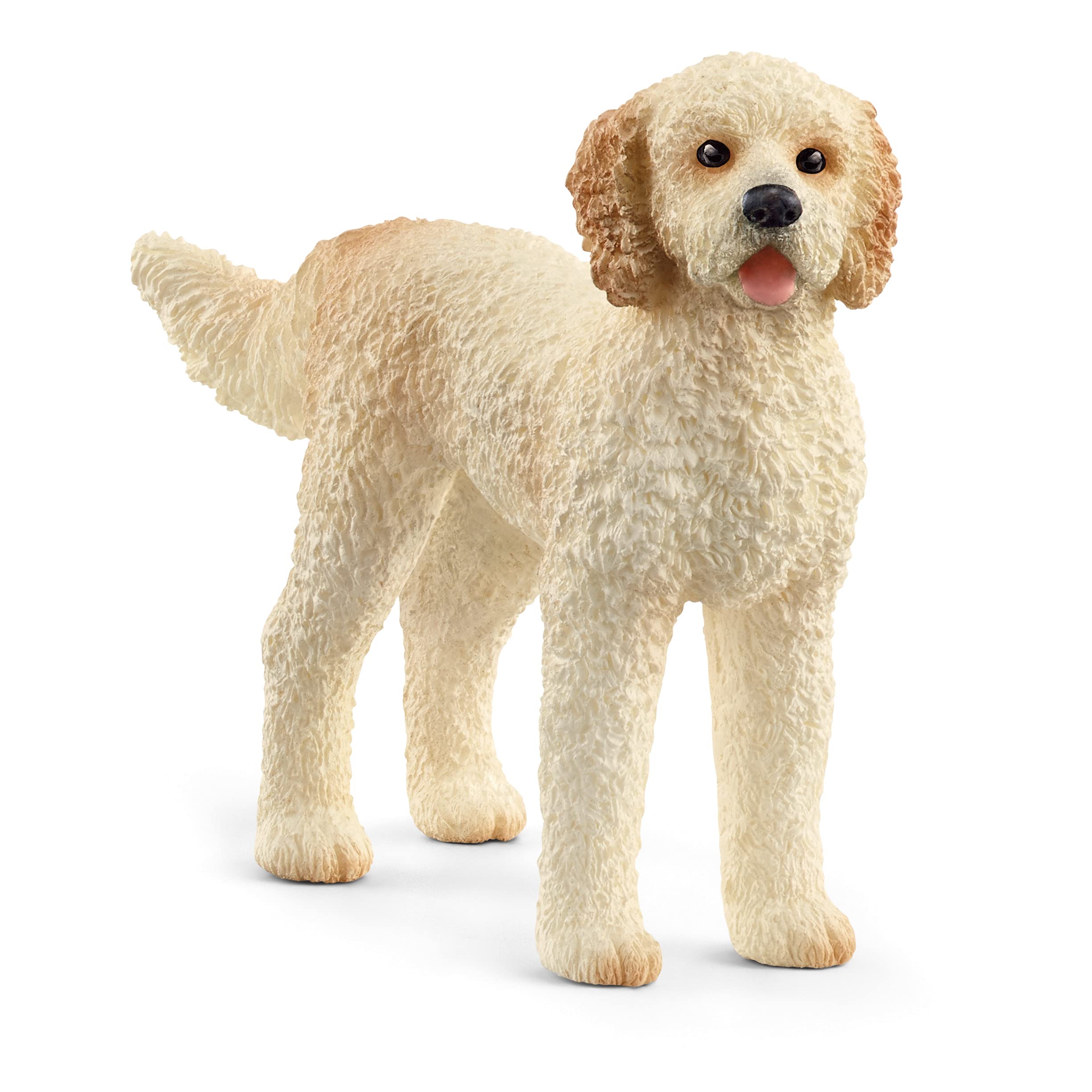 GOLDENDOODLE (5)